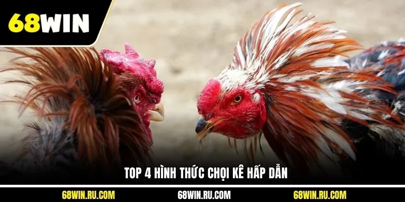 Top 4 hình thức chọi kê hấp dẫn